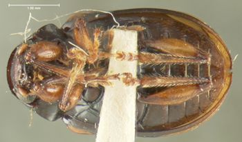 Media type: image;   Entomology 33859 Aspect: habitus ventral view